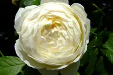 DSCF1722.webp