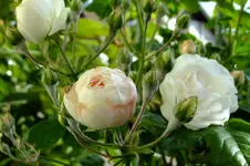 DSCF1712.webp