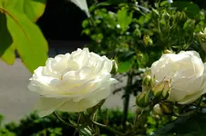 DSCF1714.webp