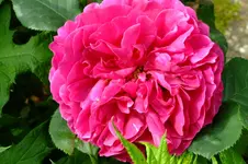 DSCF1751.webp