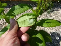 K800_P1030382.webp