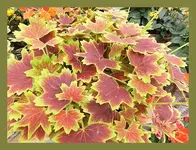 010.webp