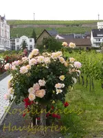 Rhein Wochenende (23).webp