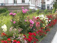 Rhein Wochenende (25).webp