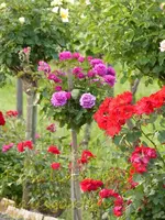 Rhein Wochenende (26).webp