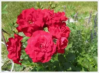 Rose-NinaWeibull.webp