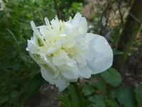 P1100454.webp