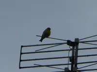 P1100149.webp