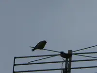 P1100150.webp