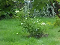 SAM_4291.webp