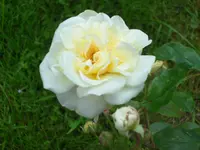 SAM_4292.webp
