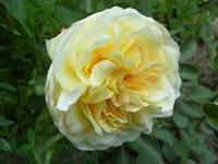 SAM_4290.webp