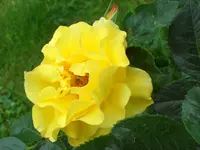 SAM_4288.webp