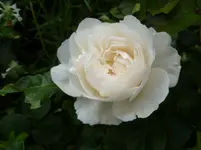 P1130484.webp
