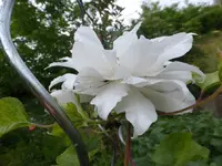 P1100444.webp
