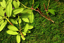 Schnitt1_600.webp