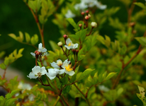 Wildrose_Büschel_multiflora_weiss_ungefüllt2_640.webp