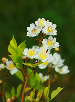 Wildrose_Büschel_multifloraweiss_ungefüllt_500.webp