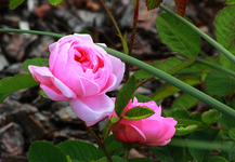 Wildrose_centifolia muscosa_gefüllt_640.webp