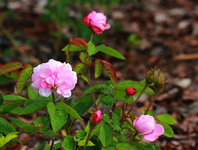 Wildrose_centifoliamuscosa_pink2_640.webp