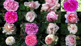 Garten 20135.webp