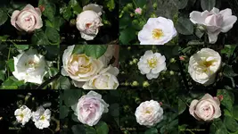 Garten 20136.webp