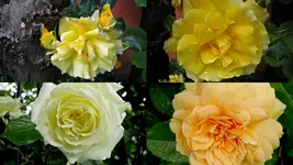 Garten 20138.webp
