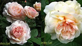 Garten 20134.webp