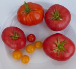 Tomatenernte-3_6_14.jpg