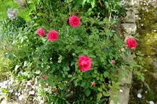 DSCF1754.webp