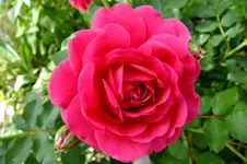 DSCF1755.webp