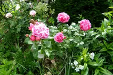 DSCF1777.webp