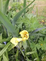 2014-06-01 Taglilie.webp