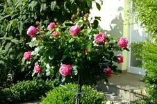 DSCF1710.webp