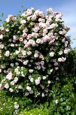 DSCF1717.webp