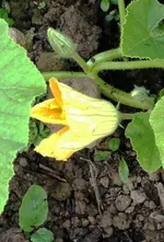 Kürbisblüte.webp