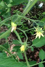 OrangeAGrosFriut.webp