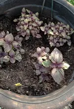 roterShiso.webp