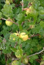 Stachelbeeren.webp