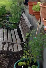 TeichTomaten.webp