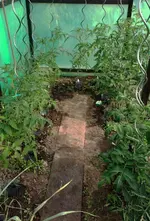 TomatenFolienhaus1.webp