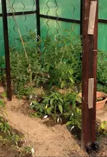 TomatenFolienhaus2.webp