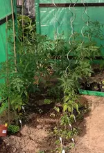 TomatenFolienhaus3.webp