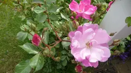K800_garten 3.6 003.webp