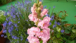 K800_garten 3.6 004.webp