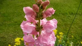 K800_garten 3.6 002.webp