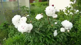 K800_garten 3.6 005.webp