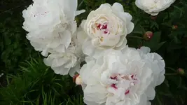 K800_garten 3.6 006.webp