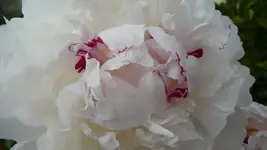 K800_garten 3.6 007.webp