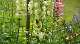 K800_garten 3.6 011.webp